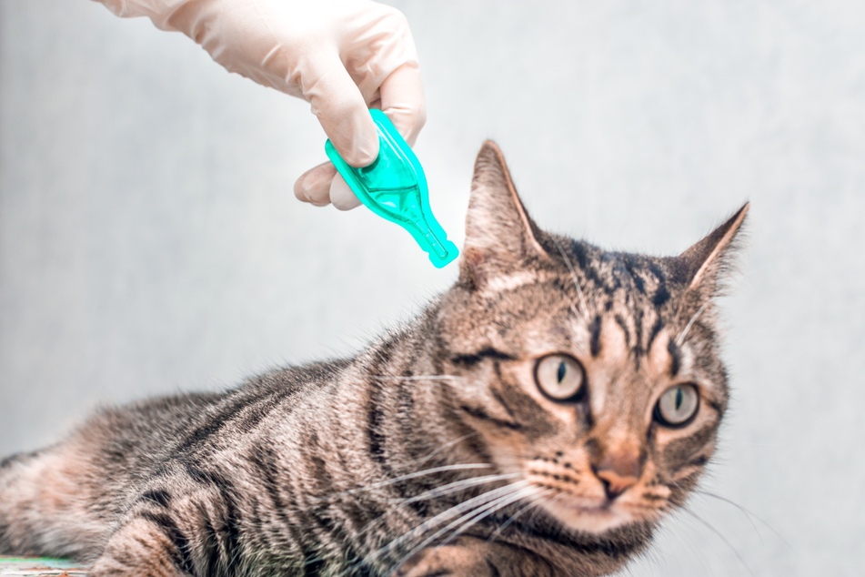 Um Zecken bei Katzen vorzubeugen, gibt es spezielle Spot-On-Mittel, die am Hinterkopf der Katze aufgetragen werden.