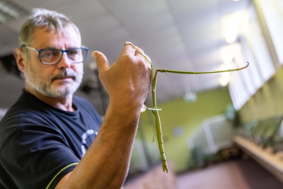 Aquariums-Chef Mario Gemballa (56) zeigt eine Riesenstabschrecke.