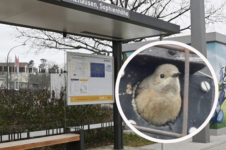 Leipzig: Tödliches Glas: NABU Leipzig verlangt besseren Vogelschutz