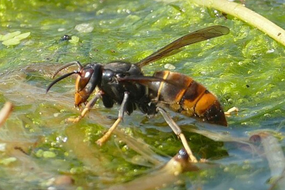 Die Asiatische Hornisse (Vespa velutina) macht Honigbiene das Leben schwer.