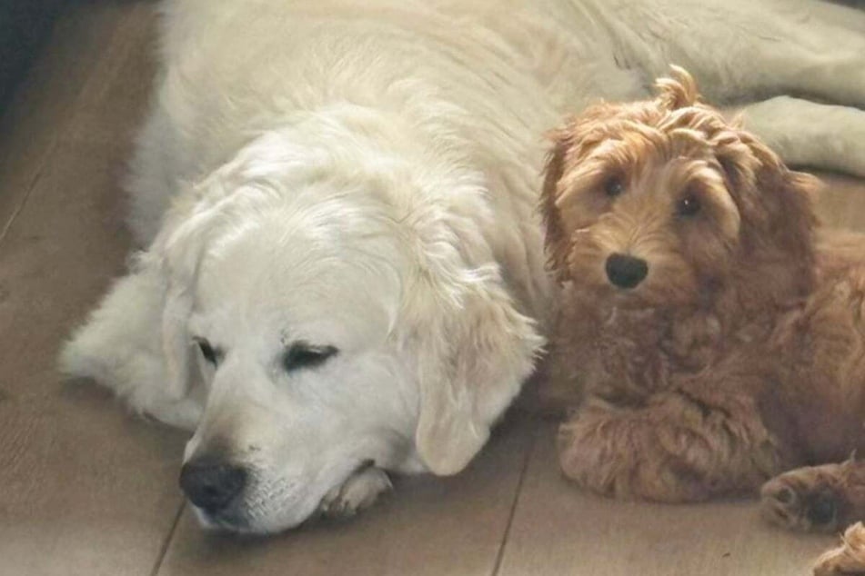 Together with her boyfriend, Anouk looked at the adorable snapshots of the two pups bonding up a storm!