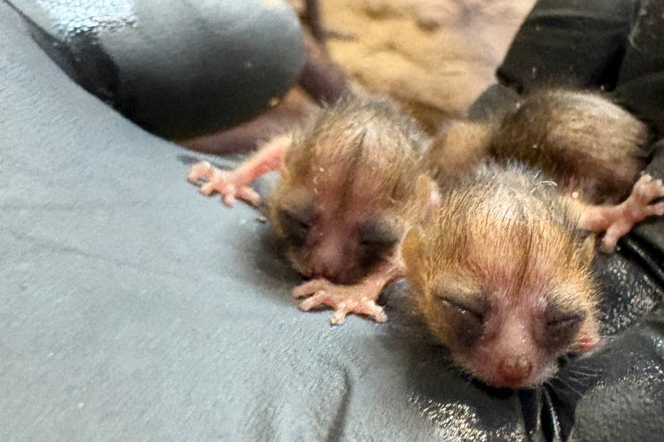 Kölner Zoo freut sich über doppelte Drillinge bei Mausmakis: Warum das so besonders ist