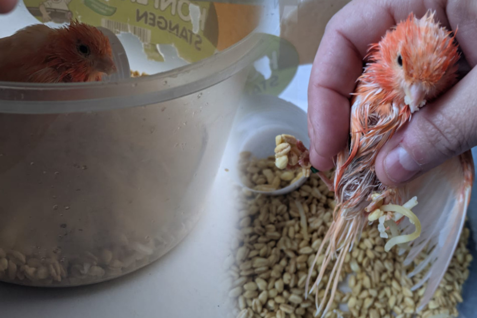 Der arme kleine Vogel wurde in einer Tupperdose mit Nudeln und Reis ausgesetzt.