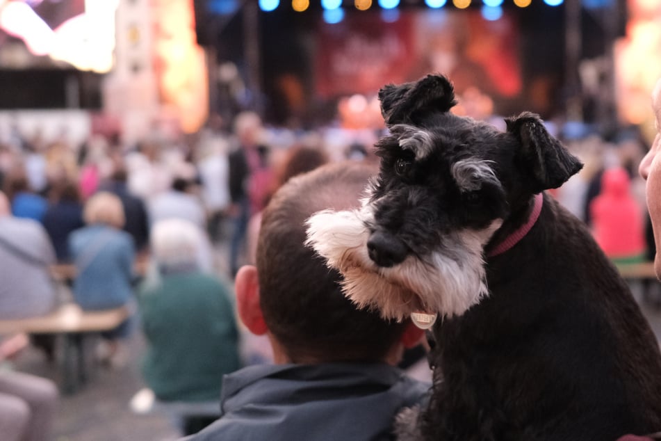 Stadtrat vertagt Entscheidung über Erhöhung der Hundesteuer
