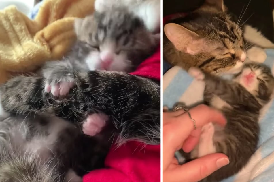 Pregnant cat faces illness and abandonment before she finally gets her happy ending