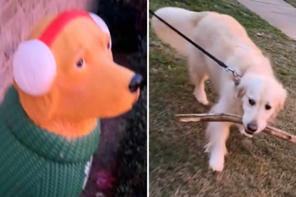 Dog tries to win over Christmas lawn ornament with stick presents!