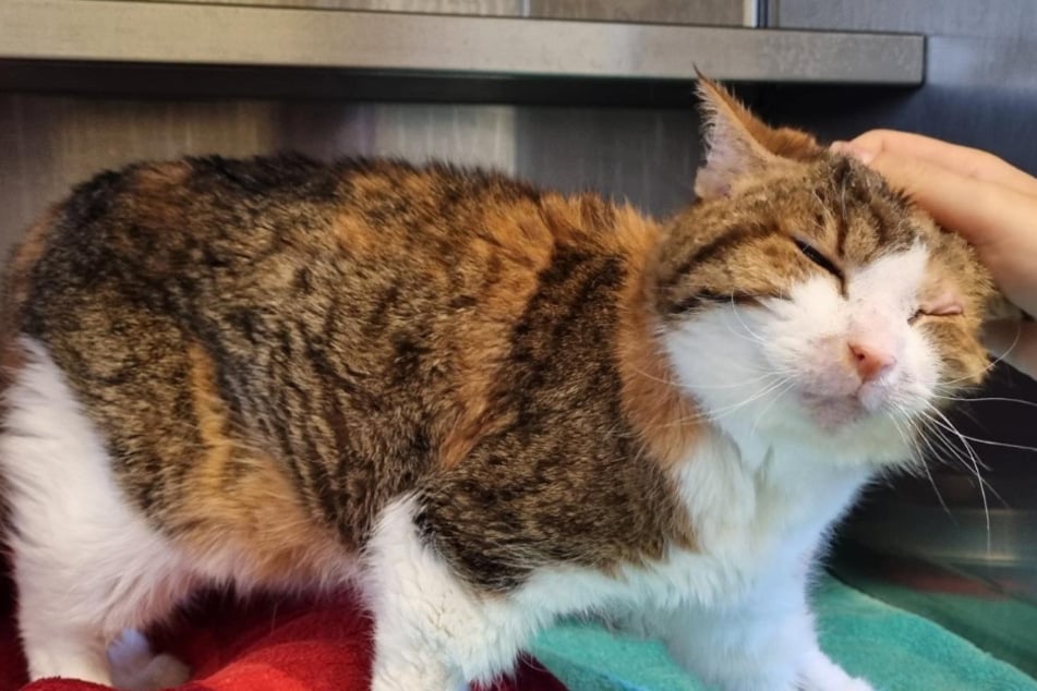 Wie viel Zeit bleibt ihr noch? Katzen-Oma Peachy hat einen letzten Wunsch