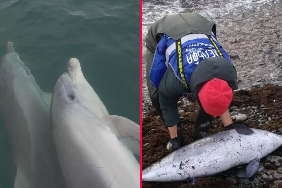 Dolphins have been washing up dead on the beaches of the Black Sea.