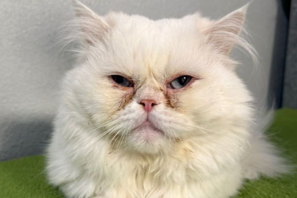 Noch lebt Perserkater Alfons im Tierheim Bergheim, doch das ändert sich hoffentlich bald. Der weiße Vierbeiner sucht ein neues Zuhause.