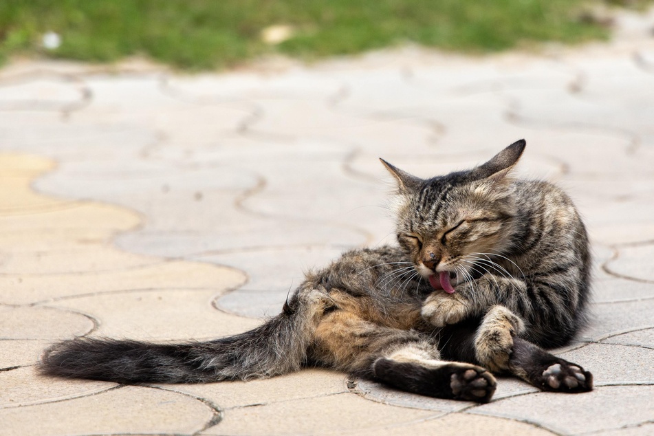 Cats often lick themselves to help stay cool.