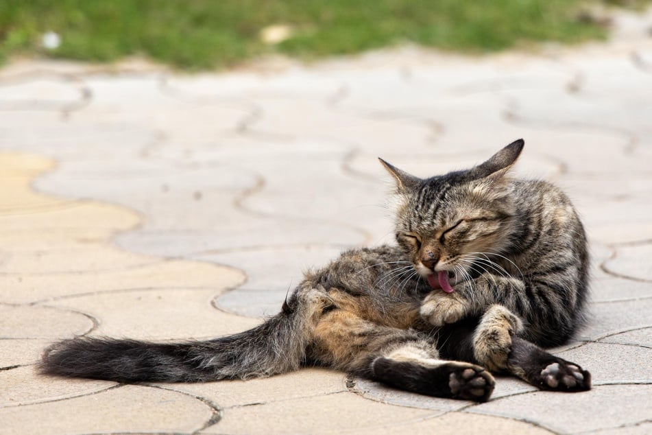 Cats often lick themselves to help stay cool.