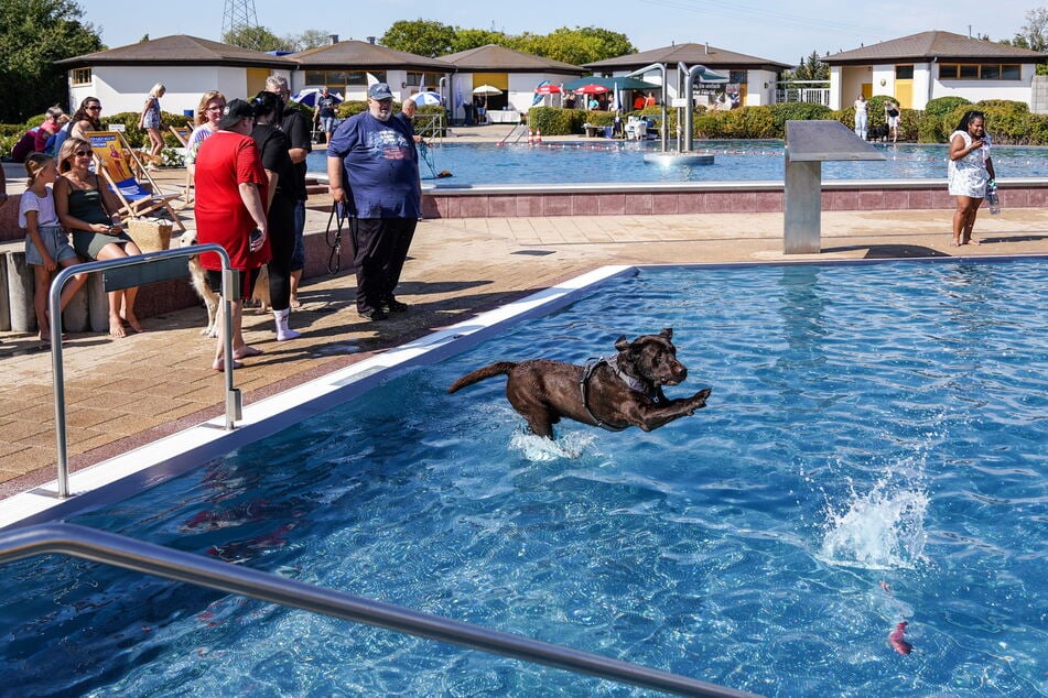 Spritz, platsch, nass: Hundebadetag ist in Riesa nur einmal im Jahr.