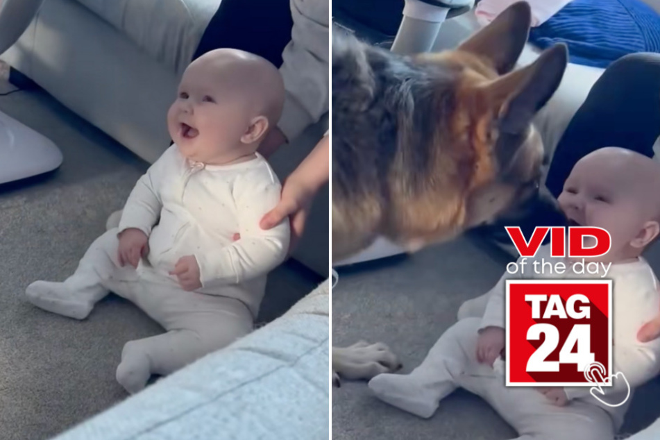 viral videos: Viral Video of the Day for February 27, 2025: Baby reacts to German shepherd's zoomies