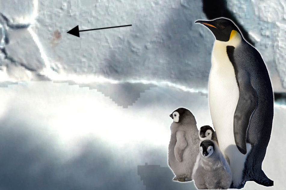 Eis-Schwund in der Antarktis: Pinguine ziehen kilometerweit um!