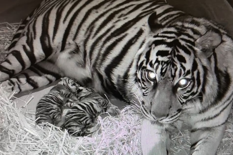 Tiger-Mama Cinta befindet sich mit den beiden Jungtieren noch in der sogenannten Wurfbox. Erst im April wird mit ersten Ausflügen ins Gehege gerechnet.