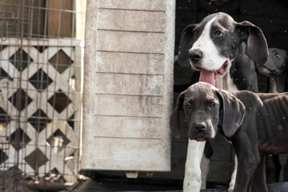 Over a hundred dogs and puppies rescued from Florida breeder in horrible conditions
