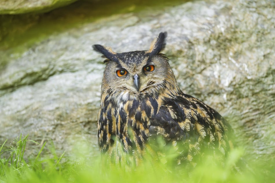 Viele bedrohte Vogelarten wie der Uhu brüten im Nationalpark.