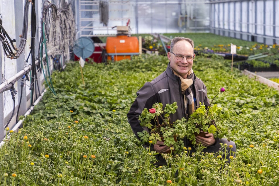 Im Ranunkelbeet: Andreas Müller (52) beobachtet täglich das Pflanzenwachstum im Gewächshaus.