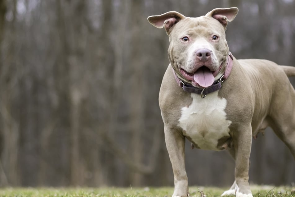 Auf Kampfhund eigetreten, bis er lautstark schreit: Polizei sucht Tierquäler wegen Misshandlung