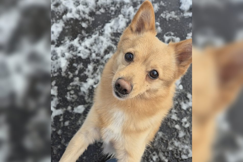 Zwergspitz-Chihuahua-Mischling Chico ist schätzungsweise 2021 geboren und damit etwa vier bis fünf Jahre alt.