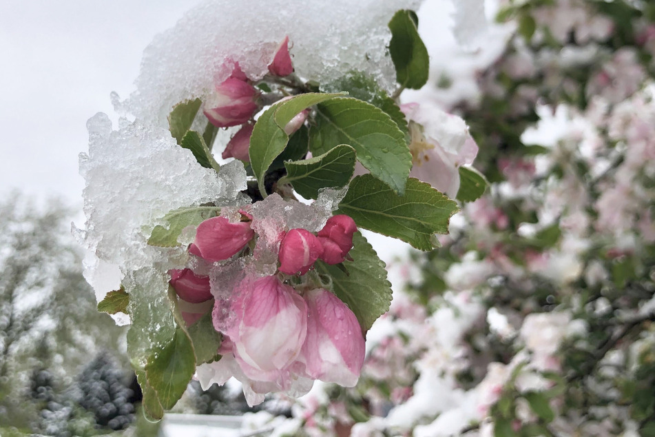 In den höheren Lagen fiel der Schnee in den vergangenen Tagen auf blühende Obstbäume.