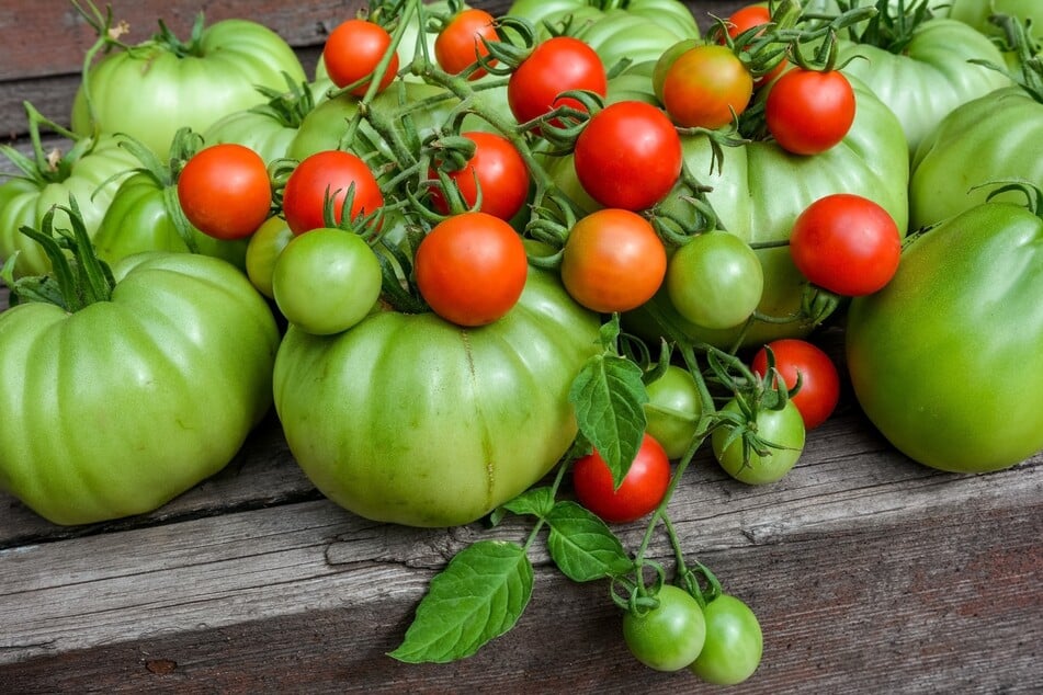 Nicht infizierte Tomaten kann man noch nachreifen lassen.