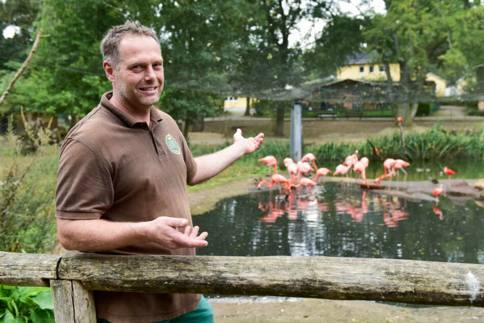 Mike Richter (48), stellvertrender Leiter des Tierparks Limbach am Flamingo-Gehege.