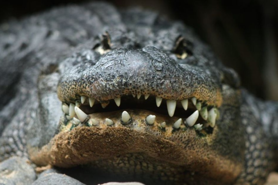 Die Frau konnte sich nicht mehr retten: Der Alligator zerrte sie ins Wasser und tötete sie. (Symbolbild).