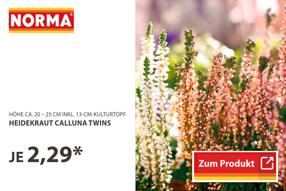 Heidekraut Calluna Twins