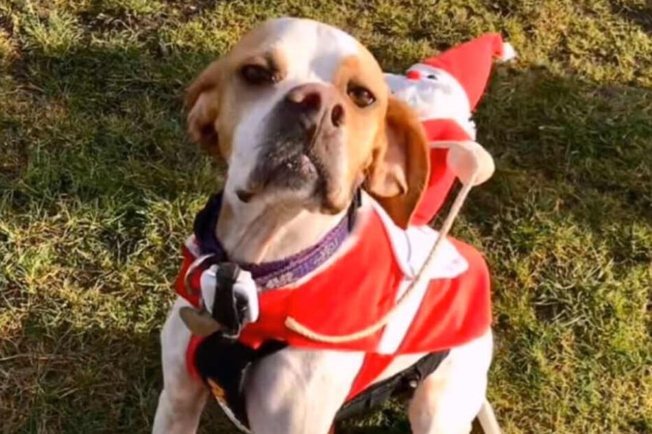 Frohe Weihnachten: Macy ist wieder total fit.