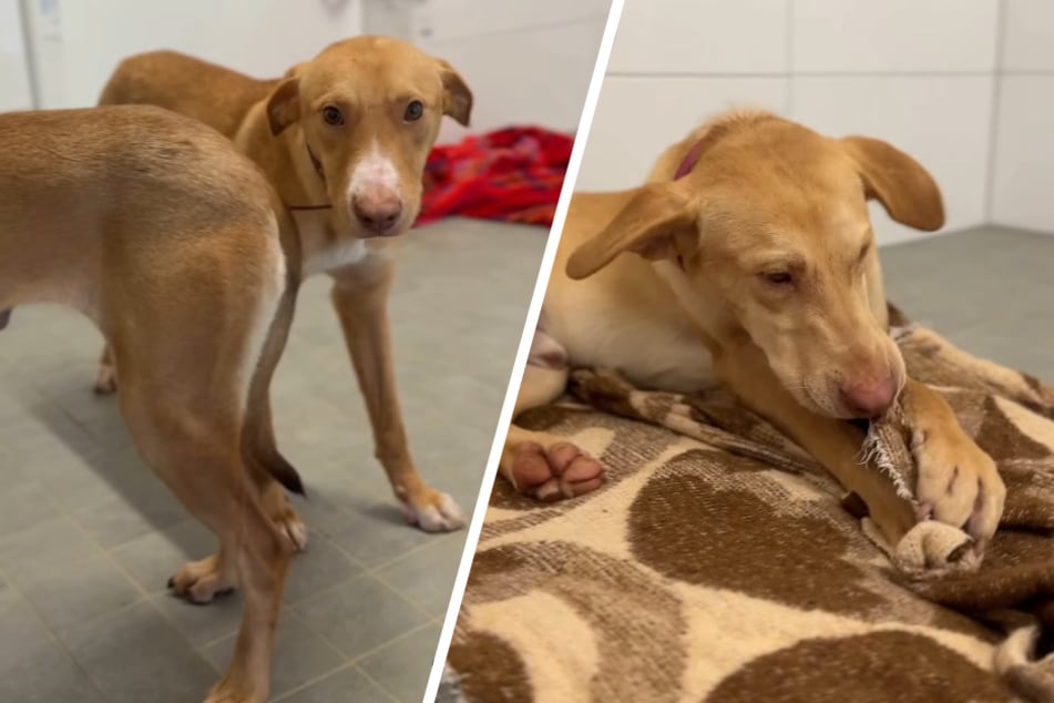 Für die Chaos-Bande sucht das Tierheim nach neuen Besitzern, die sie an die Pfote nehmen und mit ihnen die Welt entdecken.