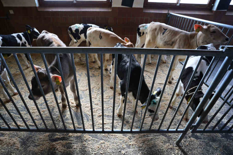 Wohin mit den Kälbern? Wenn Bauern ihrer Tiere nicht mehr verkaufen können wird die Kapazität im Stall knapp.