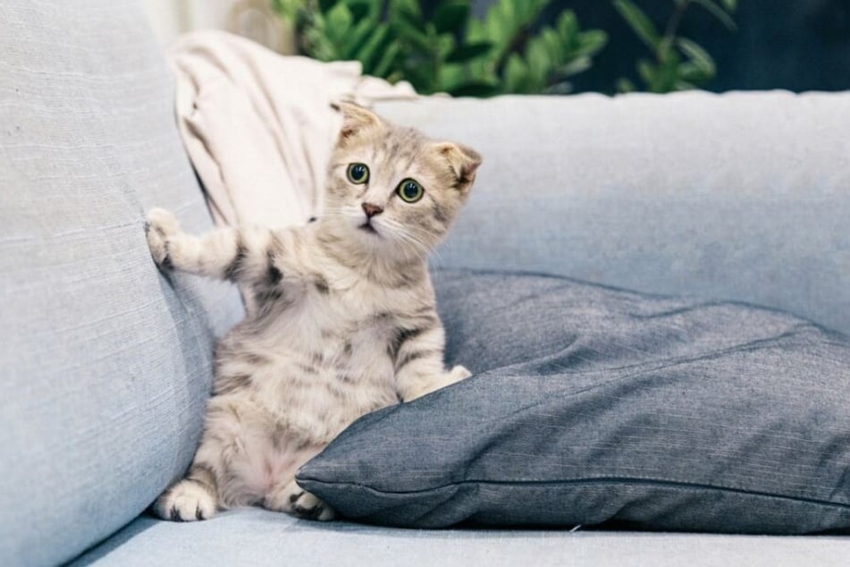 Autsch: Katzen kratzen gern an der geliebten Couch.
