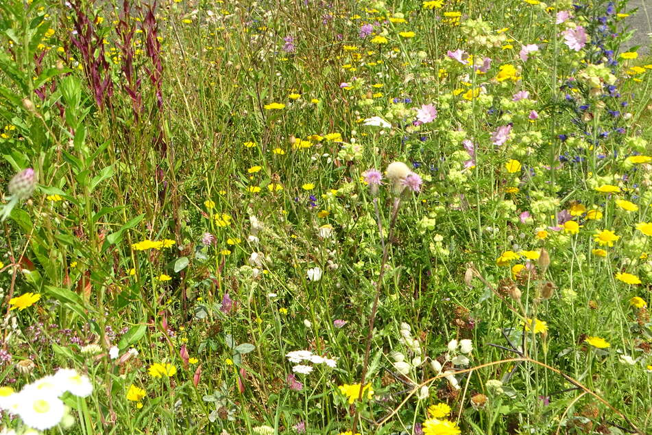 Für solche Blumenwiesen für Insekten verteilt der NABU jetzt kostenlose Samen-Sammlungen an die Leipziger.