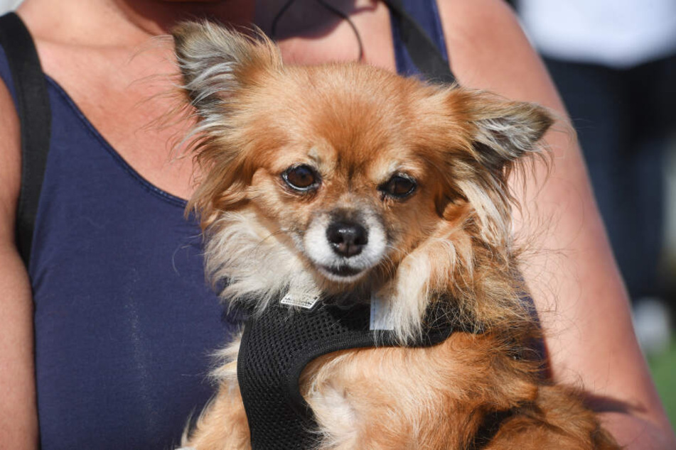 Ein Chihuahua in "Normalgröße". (Symbolbild).