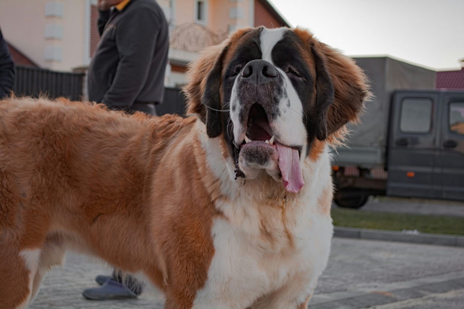 While dogs with wolf DNA tended to be bigger, this was not always the case – Saint Bernards (pictured) did not have any.