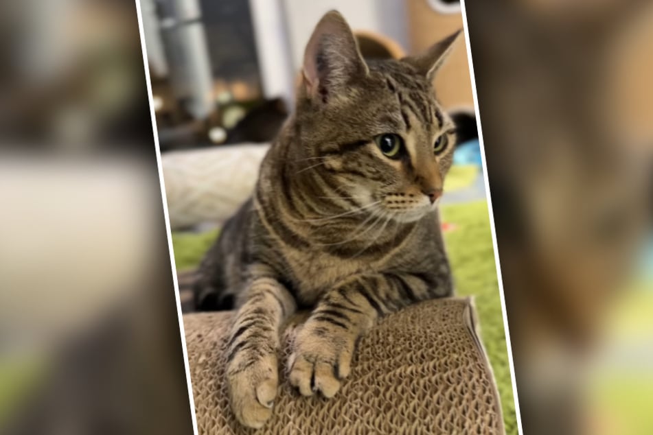 Die Tierretter wünschen sich, dass die Miezen paarweise in ein neues Zuhause ziehen dürfen.