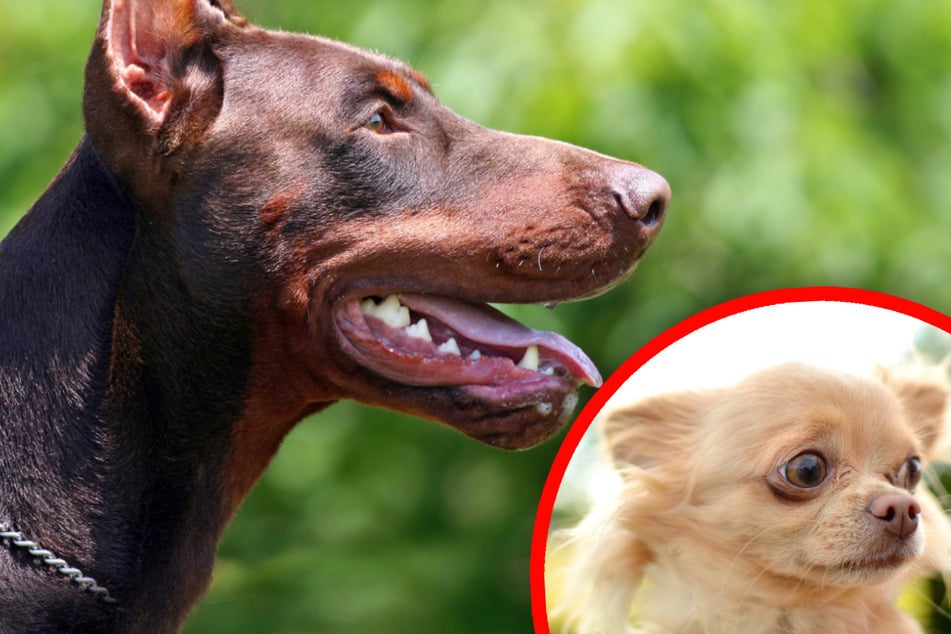 Schock für Hundebesitzerin: Dobermann beißt Chihuahua tot