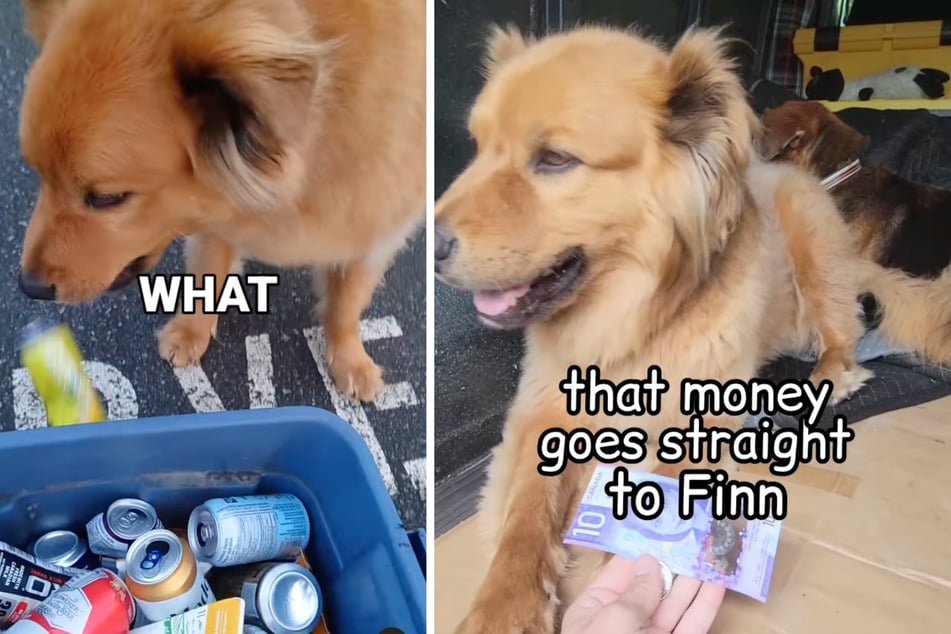 Finn's owner took the collected cans to the deposit machine and earned cash in return.