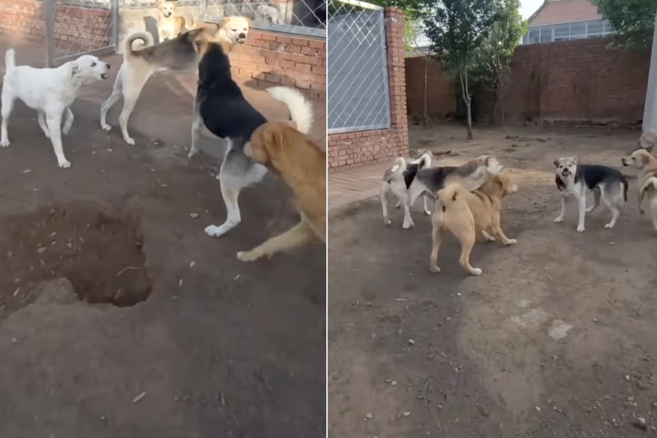 Auf einem Gelände in China, wo gleich mehr als ein Dutzend Hunde gehalten werden, bricht ein bissiger Streit aus.