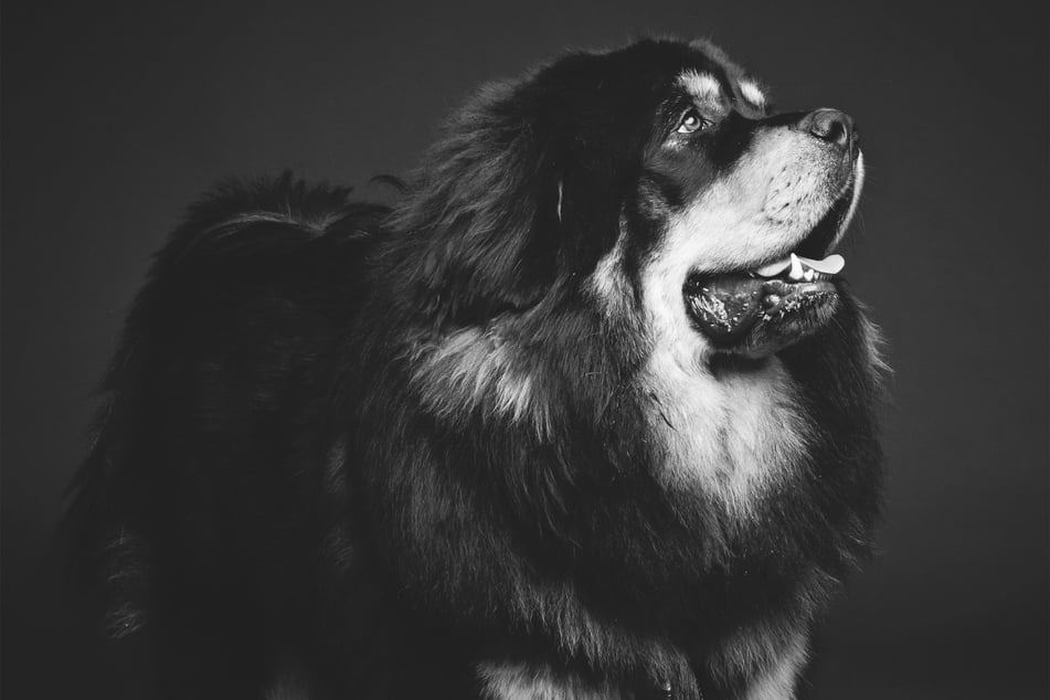 Tibetan mastiffs are famous for being the most expensive dogs in the world.