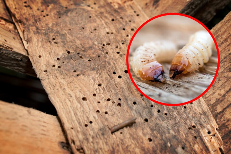 Holzwurm erkennen: Fressen sich diese Schädlinge durch das Holz?