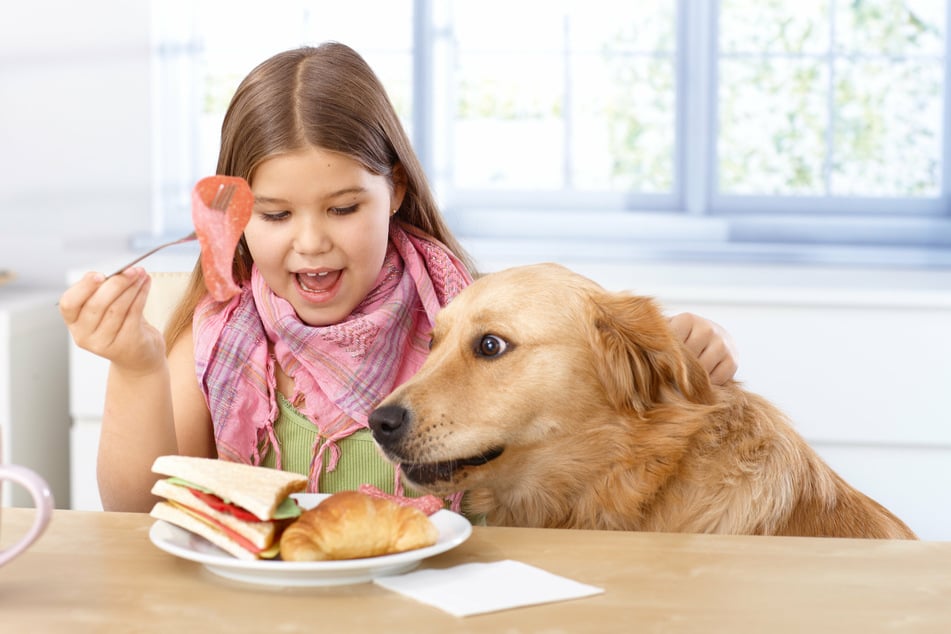 Hunde stehlen Essen, wenn sie am Tisch keine klaren Grenzen gezeigt bekommen.
