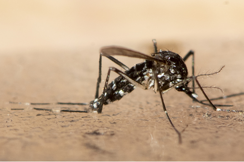 Droht Plage? Schnakenjäger beraten über Ausbreitung einer asiatischen Mücke