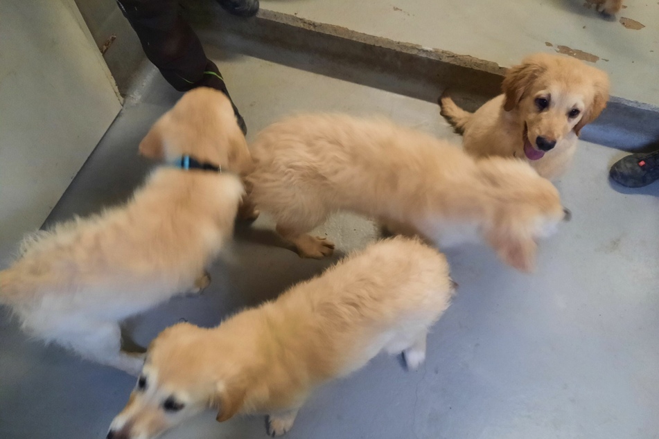 Die beschlagnahmten Golden-Retriever-Welpen waren nicht gegen Tollwut geimpft und außerdem viel zu jung für den Verkauf.