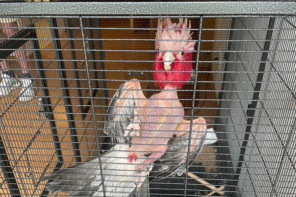 So sieht ein gesunder Kakadu nicht aus: Bis auf Kopf und Schwanz ist Pinky nahezu nackt.