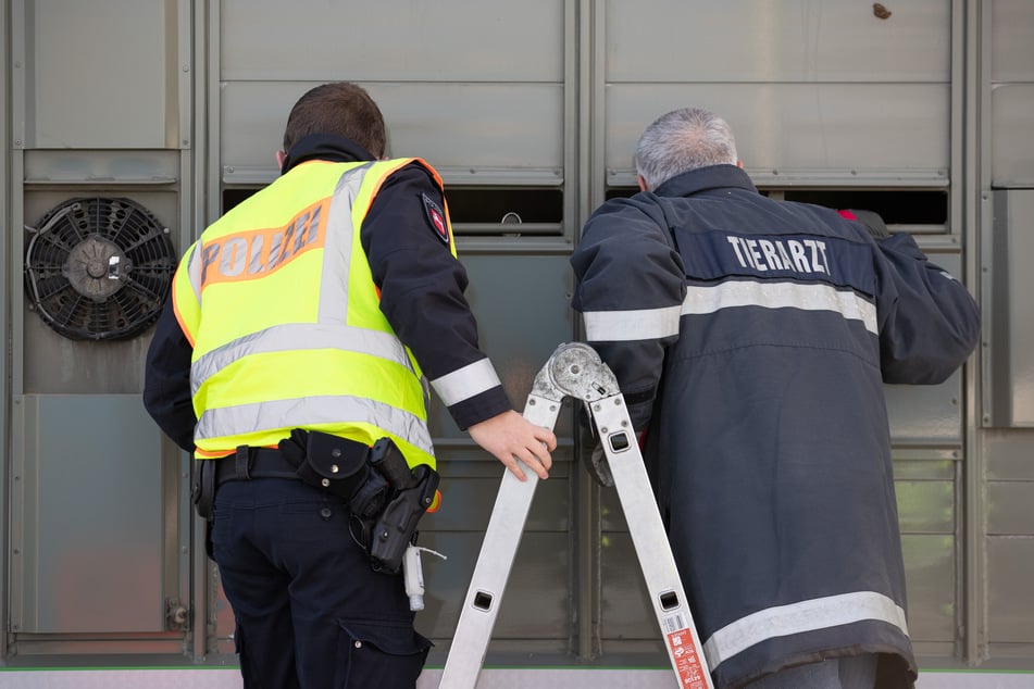 Härtere Strafen für falsche Tiertransporte