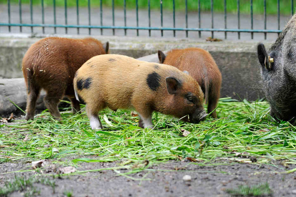 Die Tiere im Tierpark fressen im Sommer gern frisches Futter, doch das wird langsam knapp.