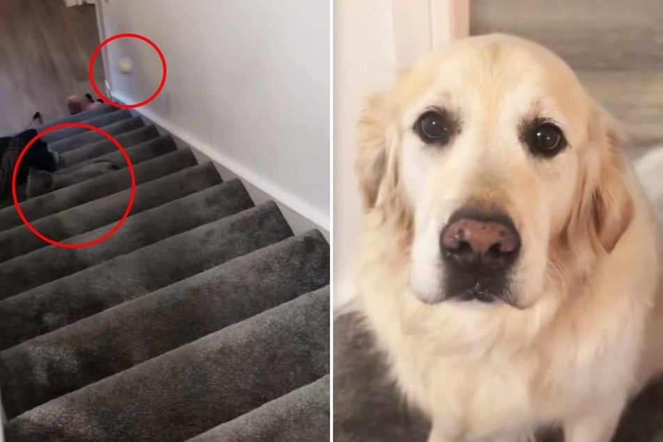 Did Lucie the Golden Retriever dog just casually attempt premeditated murder on Kevin the cat?!