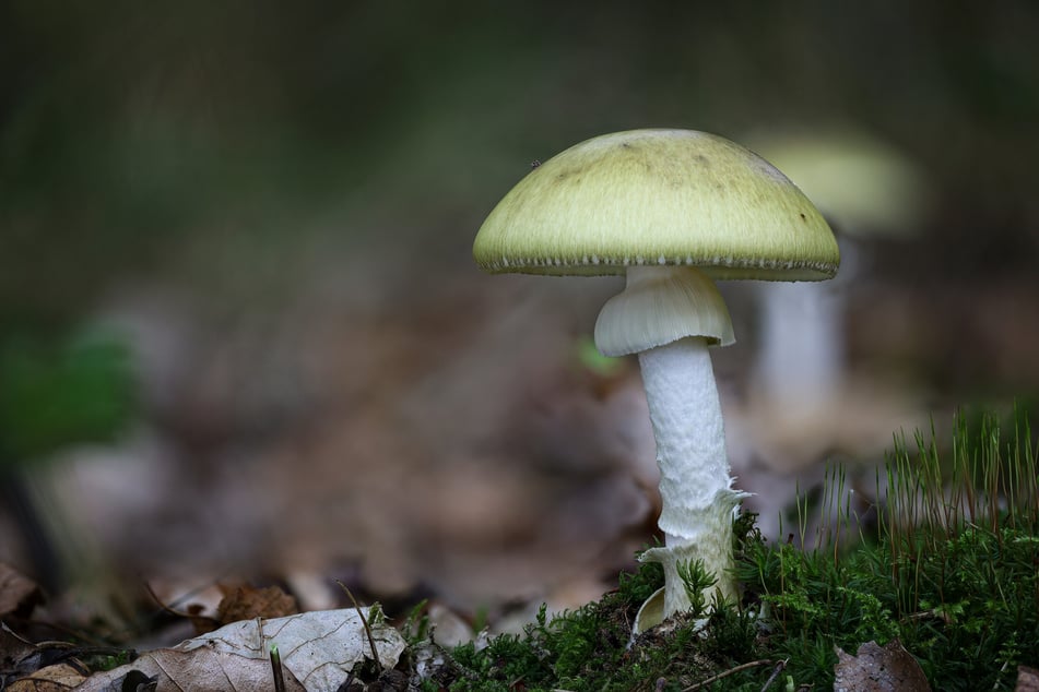 Mit dem Grünen Knollenblätterpilz wächst der giftigste Pilz der Welt auch in Deutschland.